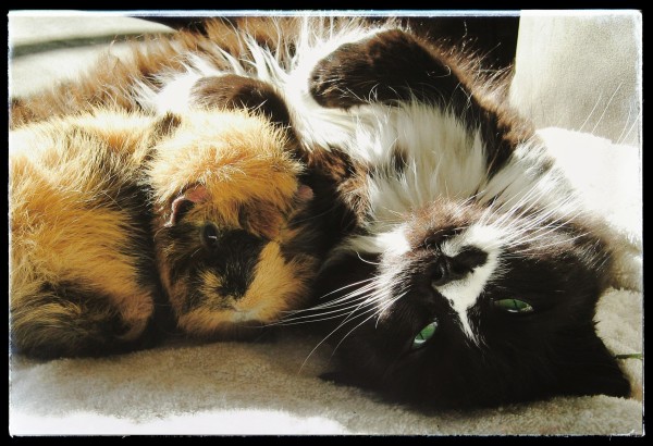 A small, amber and black agouti guinea pig with swirly hair leans into the side of a black and white tuxedo cat who is lying on his back. They are both getting ready to nap together.

Maybe not the best picture but one I particularly like for sentimental reasons. Taken with a Canon a400 PowerShot camera.