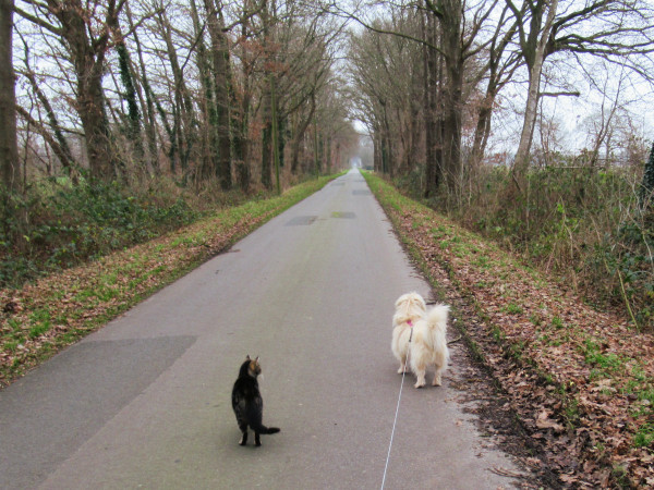 Ein kleiner, heller Mischlingshund und eine getigerte Katze von hinten auf einer kleinen Straße. Es ist Winter, die Bäume rechts und links sind kahl, Laub liegt neben der Straße im Gras.