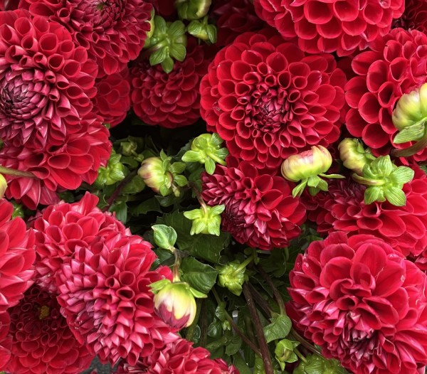 Bright red dahlia blooms along with buds that provide a pop of bright green. 