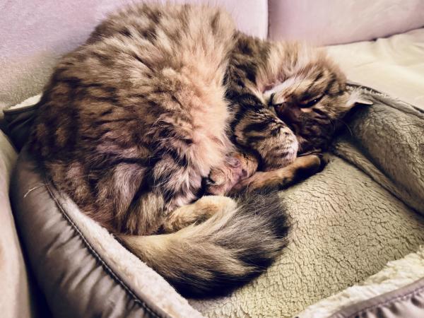 A fluffy tabby cat curled up and sleeping in a cozy fleece bed. The cat has a mix of brown and black fur. He’s in a relaxed posture on the side, front paws tucked underneath the chin, and fluffy tail curled in the manner of a chameleon’s