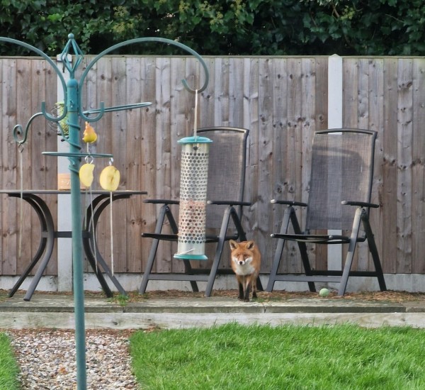 Foxy eyeing up my nuts just now