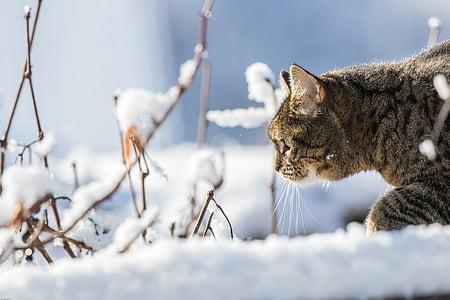 A tabby cat stalking a handful of weeds in the snow. 