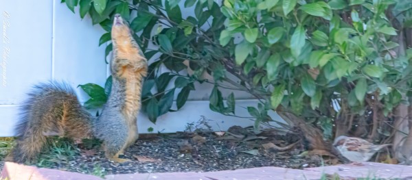 "The image shows an eastern fox squirrel (Sciurus niger) standing on its hind legs and looking up towards an unseen bird feeder. The squirrel's tail is bushy, and its fur is a mix of gray and reddish-brown. To the right of the squirrel, on a low brick retaining wall, is a house sparrow (Passer domesticus). The sparrow is small with brown and white feathers.

The background includes green foliage and a white fence, creating a natural setting. This scene is intriguing as it captures two different species interacting within the same environment, highlighting their behaviors and coexistence." - Copilot with edits