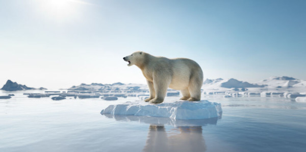 Polar bear on ice floe. Melting iceberg and global warming. Climate change.