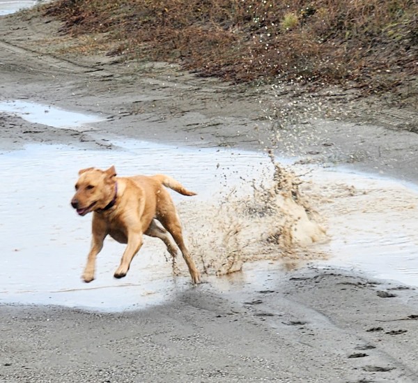 Golden color lab running and playing in a giant mud puddle. There is splashing water flying up in her wake.