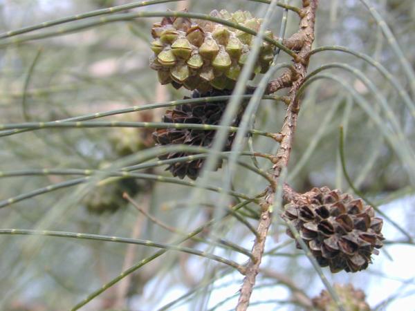 Planta con hojas cilíndricas y infrutescencia similar, de lejos, a una piña.