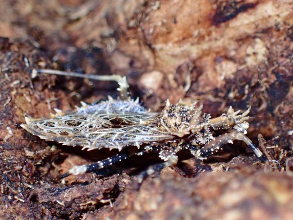 Insecto con abdomen ancho pero plano. Su cuerpo, especialmente en los bordes laterales, está lleno de protuberancias puntiagudas. Sus colores se mimetizan con el entorno.