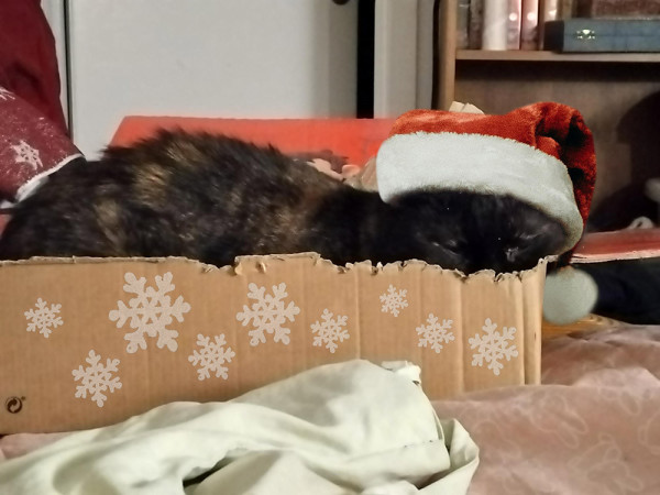 a tortoiseshell cat is lying in a lightly chewed cardboard box, seen from the side. her lower body is hidden and her sleepy eyes are just above the edge of the box. She is wearing a Santa hat, and her box has been decorated with snowflake patterns.