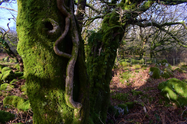 Thick oak trunk with moss and ivy in winter sun.