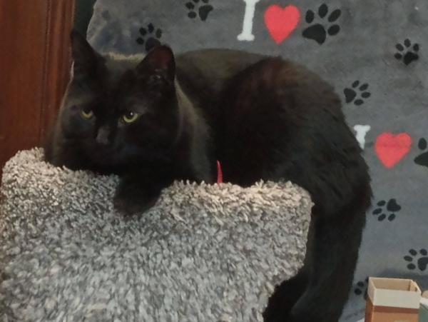 A big, three year old black cat has squeezed himself into the top of a small cat tower that is meant for kittens.  One front paw and a long black hind leg are hanging over the edge of the cat tower.  The cat's big yellow eyes are looking towards the left.