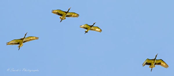 "The image shows a flock of four white ibises flying in the sky. The birds are captured mid-flight with their wings spread wide, showcasing their feathers against a clear blue sky. The photograph is visually striking due to the contrast between the birds and the sky, and it captures the grace and beauty of the ibises in motion." - Copilot