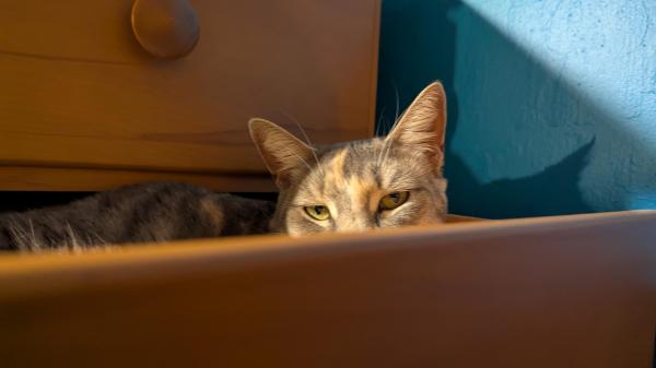 Muted calico kitty hides in a drawer in warm, golden light evoking cozy mood and tender feelings - 1