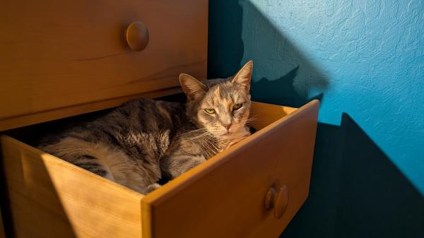 Muted calico kitty hides in a drawer in warm, golden light evoking cozy mood and tender feelings - 3