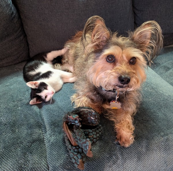 A small brown dog and black and white kitten lounging on a blue sofa 