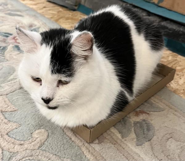 A little black & white cat sitting in a small cardboard tray (which used to  hold tins of cst food)