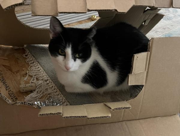 A larger black and white cat sitting under cardboard packaging. 