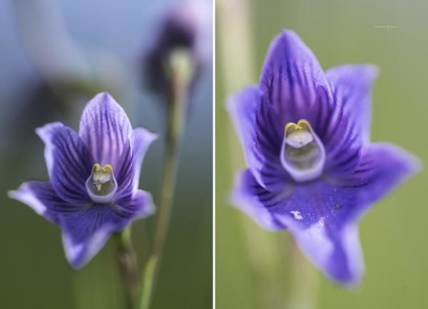 Veined sun orchids (Thelymitra cyanea) starting to open in swampy heathland near Monga, NSW. 