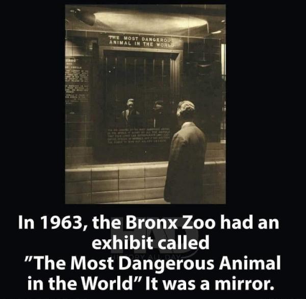 In 1963, the Bronx Zoo had an exhibit called

"The Most Dangerous Animal in the World" It was a mirror.