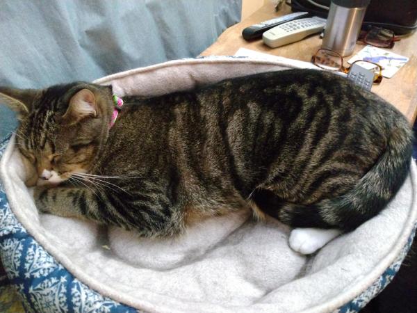 A one year old tabby cat with white markings is sleeping peacefully in her turquoise and white cat bed.  Her little head is resting on the edge of the bed.  Her striped tail is draped over her hind feet.