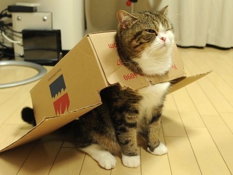 A cat is sitting on a wooden floor while partially inside a cardboard box, with the box resting on its back like a shell. The cat appears calm and looks slightly upward, with its paws visible beneath the box. There are household items in the background, including a white appliance and a black object.