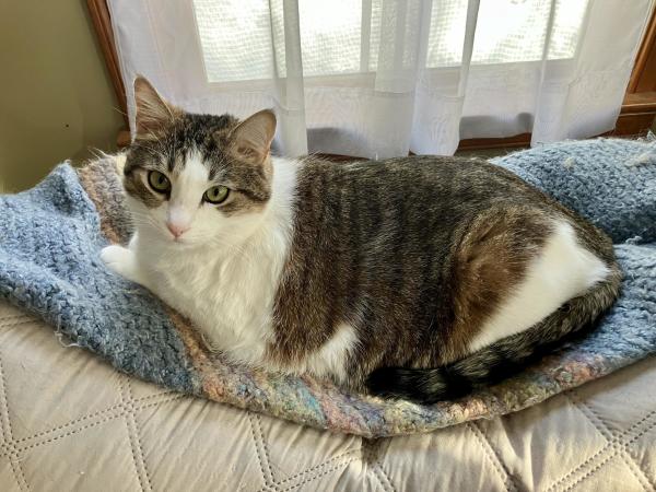 Large tabby cat relaxing on shawl on back of couch.