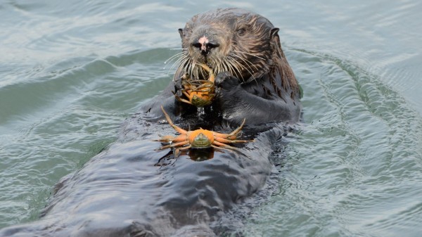 Sea otters, who nearly went extinct at the hands of fur trappers, are recovering and eliminating an invasive pest.