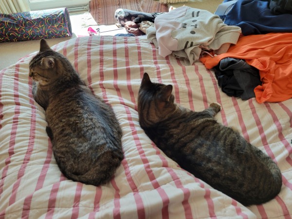 Scene on a bed in a sunny bedroom. My legs are sausages under the striped comforter. A fluffy brown tabby stretches out in a fine cat baguette, his head and shoulders between my feet, tail and his feet tucked, turning his head toward me. On the outside of my legs leans a chubby brown tabby with shiny fur and stripes in almost a wood grain pattern, also in a cat baguette form but with one tiny white paw sticking out. Piled next to her are some folded t-shirts and sweatshirts.