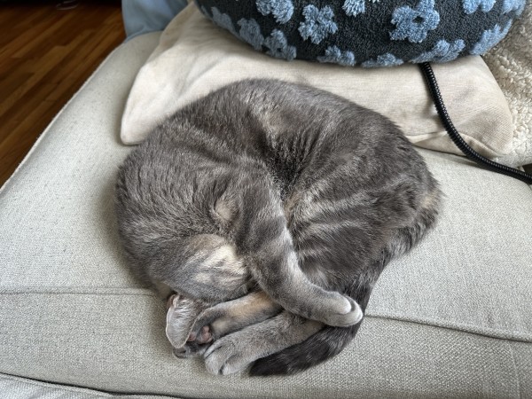 A napping grey cat curled up into a circle with a paw covering its eyes to block out the light. 