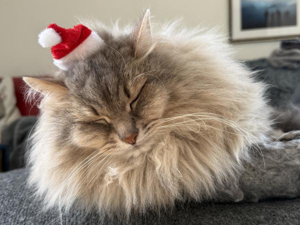 Close-up of a grey Siberian cat lying in a grey wool cat bed. He is wearing a small red and white “santa hat” on top of his hat. His eyes are closed as he is very relaxed (probably napping). He is very fluffy, so much that his large mane obscures whatever is behind it.

P.S.: No cats were harmed during the taking of the photo, he doesn’t mind 😺