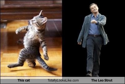 Two-panel image, one is a tabby kitten strutting on hind lags like a human, swinging arms, and one showing Leonardo DiCaprio walking the same way