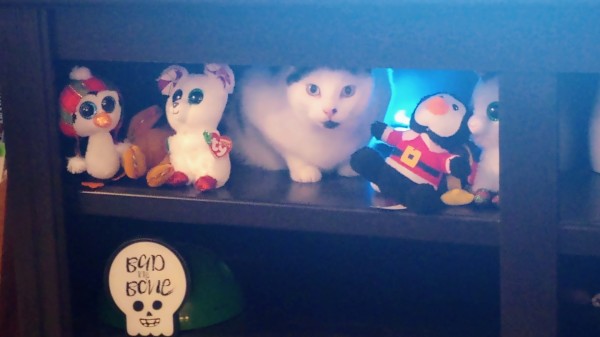 cat hanging out on a shelf with a bunch of stuff beanie babies