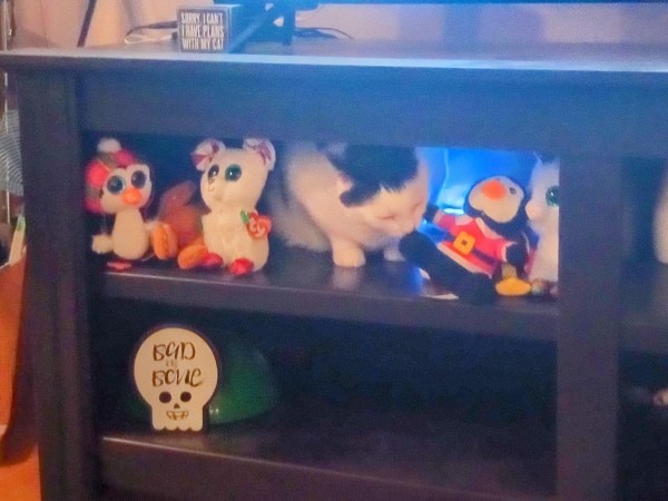 cat on the shelf with some stuffed animals sniffing at one of them