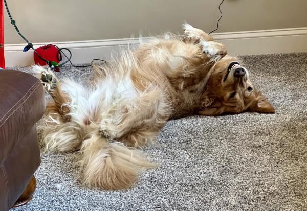 My golden retriever lying down with her signature toothy smile 