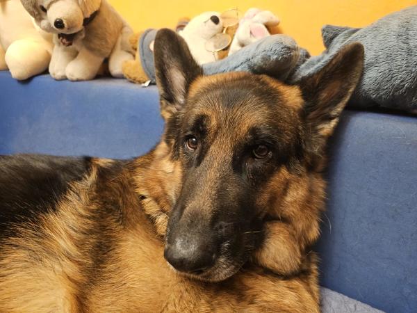 A photo of a German Shepherd Dog lying on the couch and staring at the camera, looking mildly uncertain, with a bunch of plushies in the background 