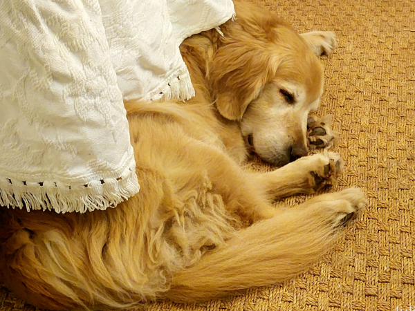 An elder Golden Retriever curled up and dozing on a seagrass rug under the edge of a long rumpled white tablecloth.