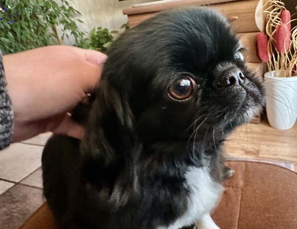 Black Pekingese dog with white accents being pet