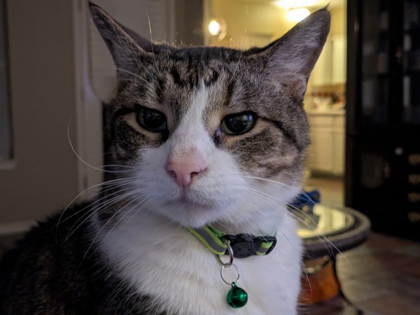 Profile photo of grey and white tabby cat.  Showing off his snazzy new green collar.