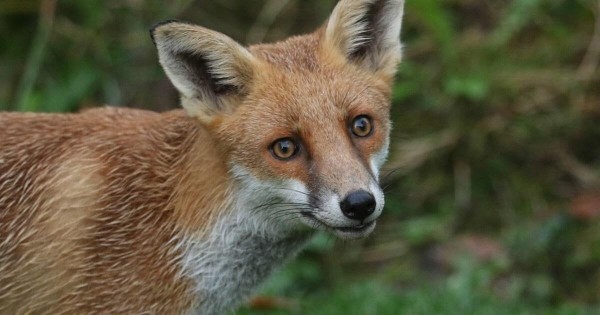 Headless fox with sex toy in its bottom