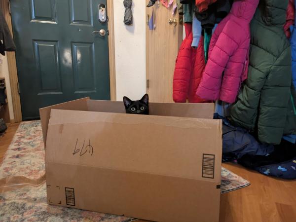 Black cat in a box with his head peeking out