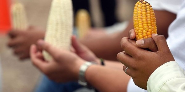 In Win for Agribusiness, Trade Panel Backs US Challenge to Mexican GM Corn Ban | "Trade agreements should not allow multinational pesticide and biotech companies to imperil the health of people and the environment," one campaigner said.