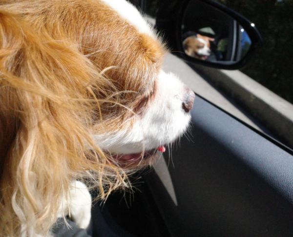 A photo of Cookie in a vehicle. In the mirror, there’s a reflection of her smiling 