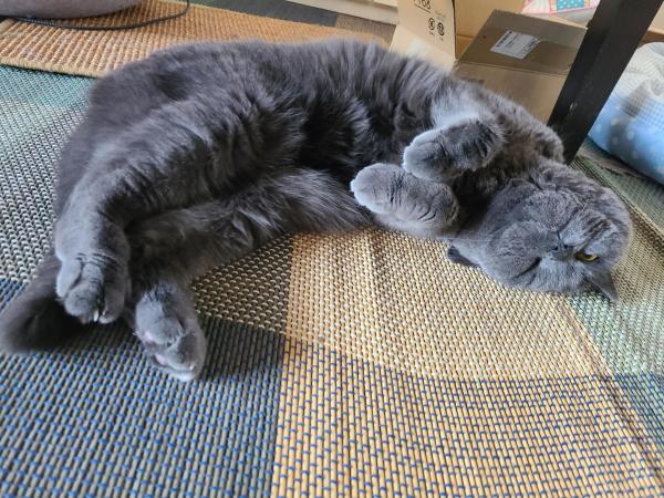 A gray cat sprawled out happily with tummy exposed on a tatami rug