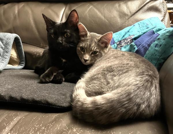 Two kittens curled up on a couch against some pillows. The black kitten on the left, shining velvet-furred, has her ears very alert and her eyes a little wide, but her front paws crossed in front of her so she looks relaxed. The total is a funny “you don’t say!” expression by human standards, however. Her brother curled up next to her is larger, with his tail wrapped around the egg shape of his gray tabby body. His sweet face is cuddled up against her shoulder with his ears alert.