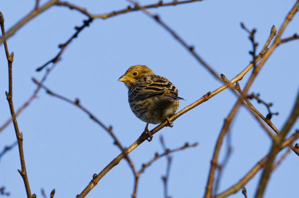 Eine Grauammer (Emberiza calandra) sitzt auf einem schräg gewachsenen Zweig, wendet dem Betrachter den Schwanz zu und schaut ihn über die linke Schulter an.
Das Gefieder des Vogels ist relativ unauffällig bräunlich gefärbt.