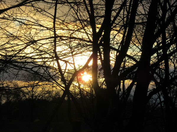 Die Sonne geht hinter kahlen Ästen und Zweigen auf und färbt in Himmel in verschiedenen Gelb- und Grautönen.