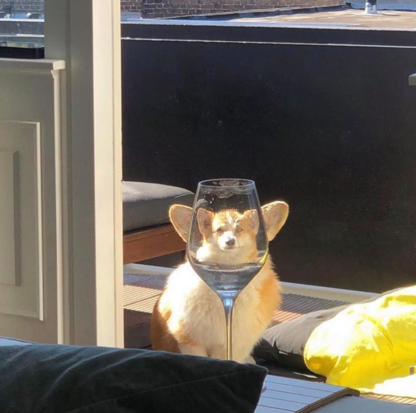 A welsh corgi looking at the camera through the biconvex of a wine glass.  🐶

Via: @vefrid