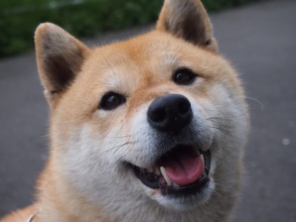 a random shiba from shibes.lol