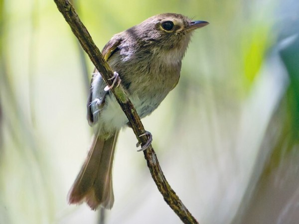 Picture of Drab-breasted Pygmy-Tyrant