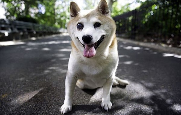 a random shiba from shibes.lol