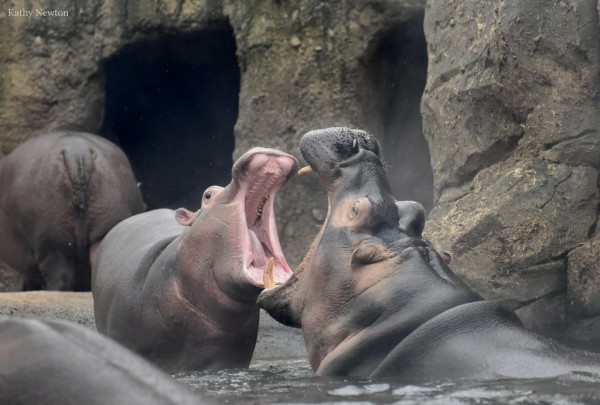 Azure Generated Description:
a group of hippos in a zoo exhibit (50.75% confidence)
---------------
Azure Generated Tags:
animal (99.94% confidence)
mammal (99.91% confidence)
hippo (96.16% confidence)
zoo (93.20% confidence)
hippopotamus (93.04% confidence)
terrestrial animal (91.72% confidence)
outdoor (91.51% confidence)
water (88.83% confidence)
snout (87.70% confidence)
marine mammal (84.79% confidence)
rock (80.80% confidence)
elephant (68.99% confidence)
hole (55.10% confidence)
